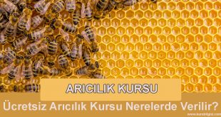 arıcılık-kursu
