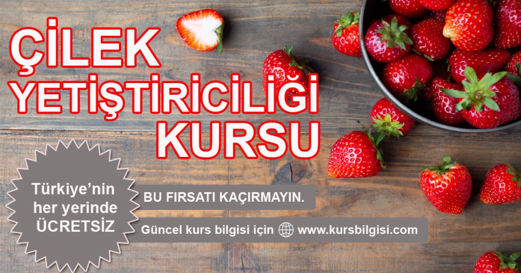 çilek yetiştiriciliği kursu